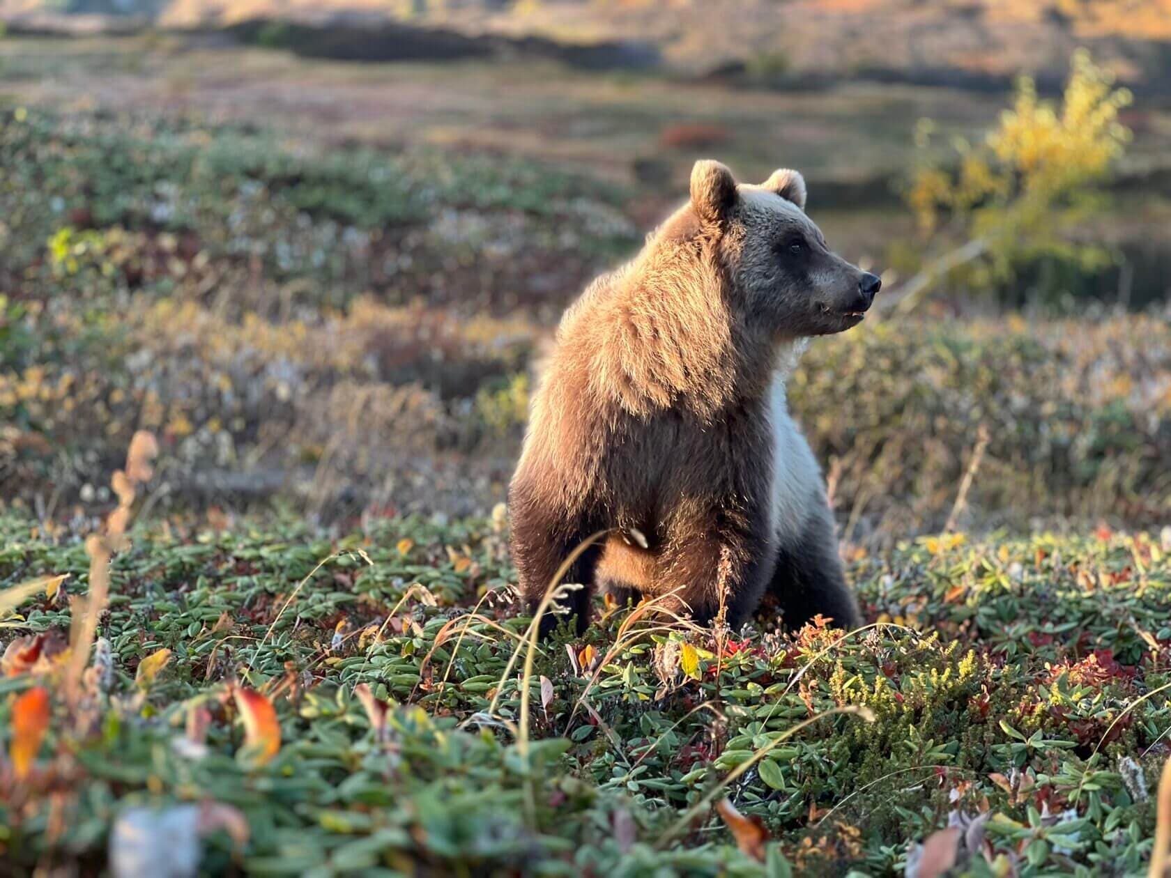 познакомимся с животным миром камчатки